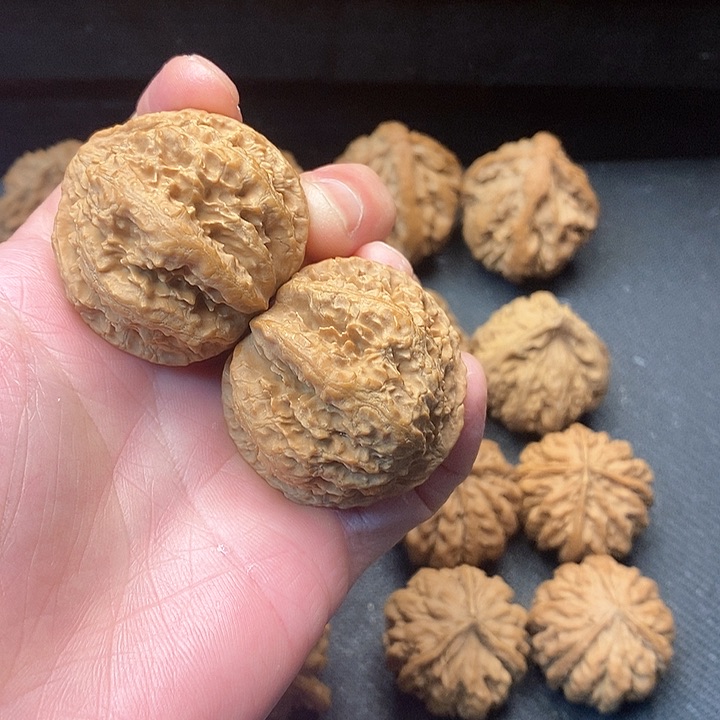 我是一只小小鸟地域鬼的