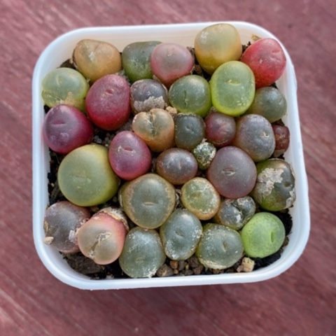 毛肉锥群5仙人球