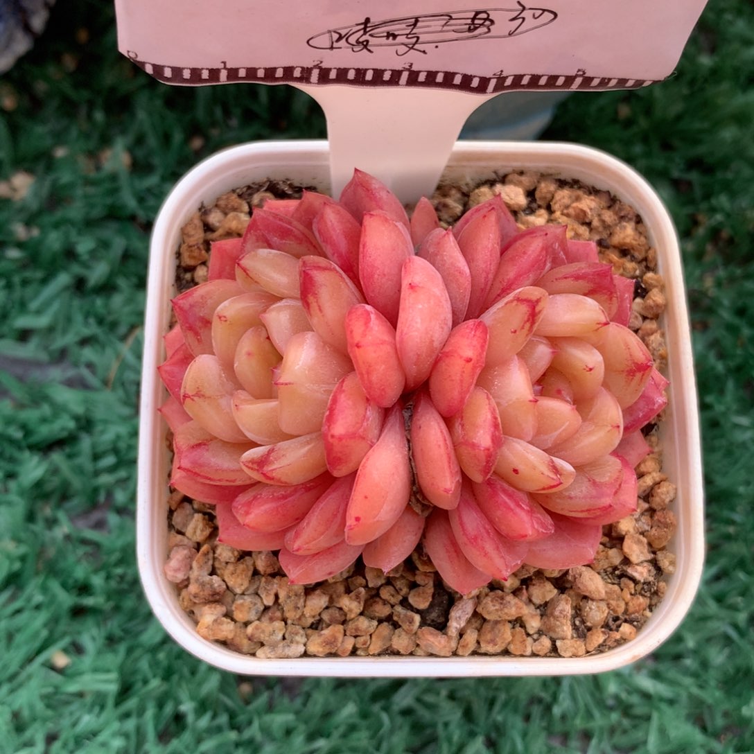 晚秋珍妮精品多肉58包邮