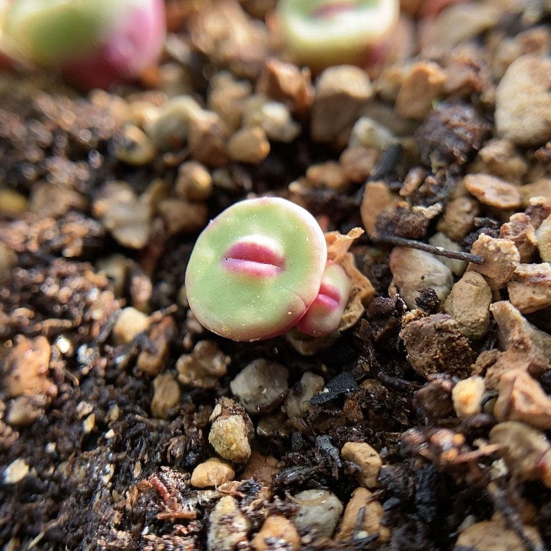 723优选个体一颗三头两年包邮