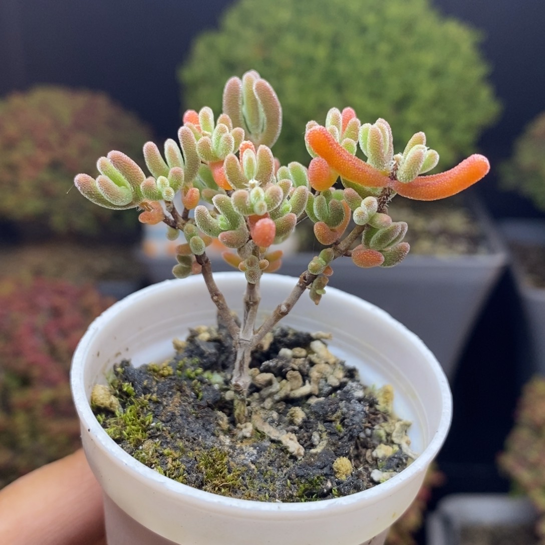 无花朵34号实生橙叶