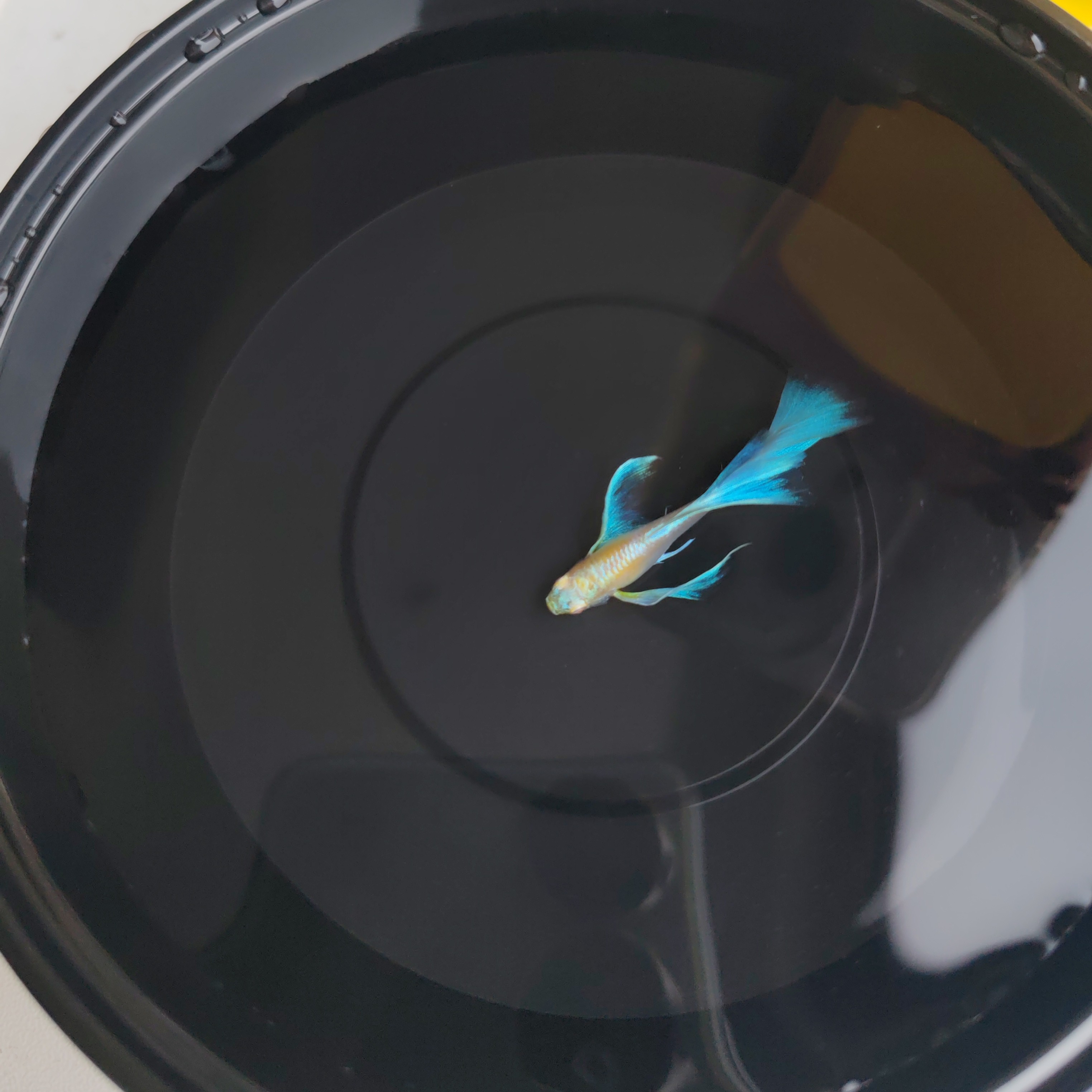 蓝白飞船（拍二送一条母鱼，收到货两小时内拿货，发开箱视频报损)