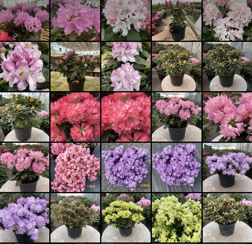 直播专属链接高山杜鹃