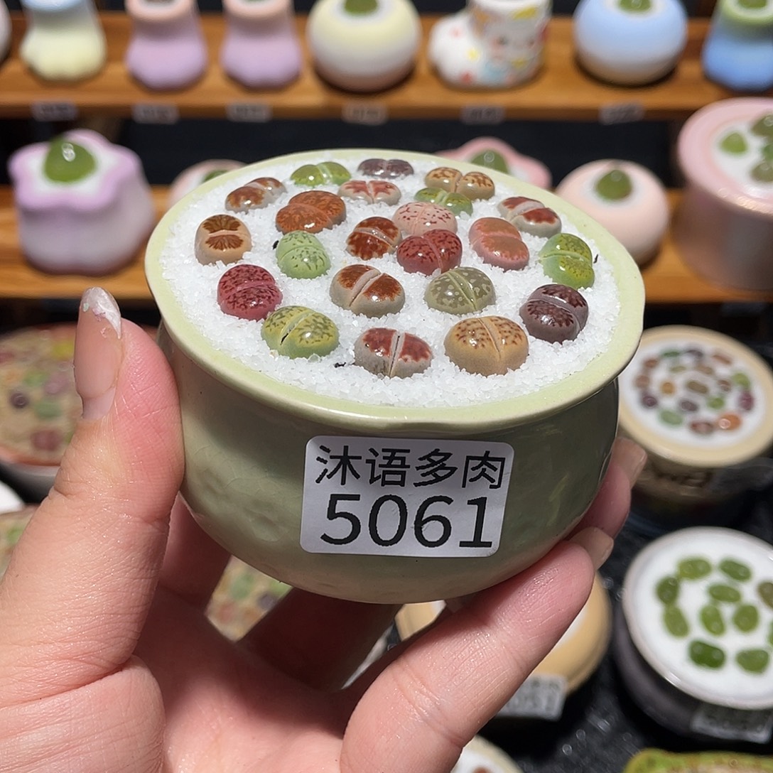 带盆土植物 一物一拍5061