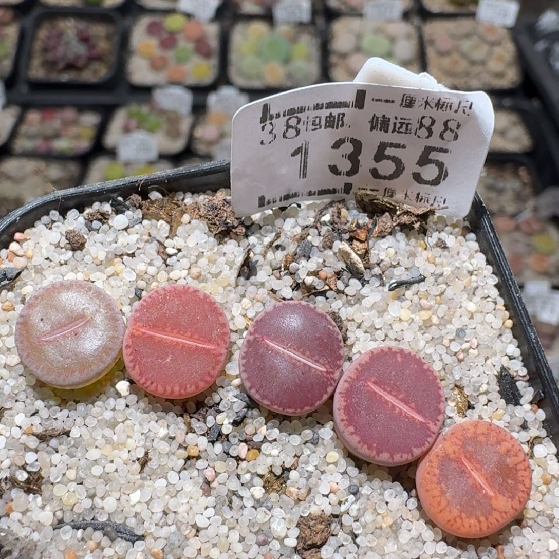 zz生石花肉锥1355