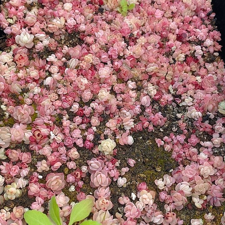 199 多肉植物盆栽花卉盆栽