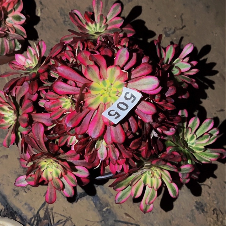 505红颜多肉植物处理不售后