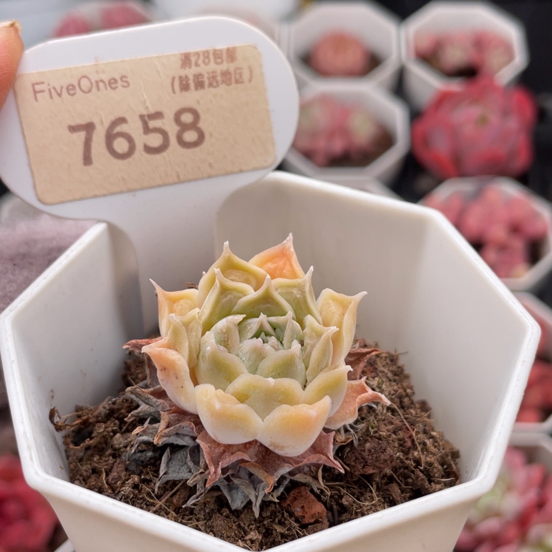 财路7658-3.0厘米