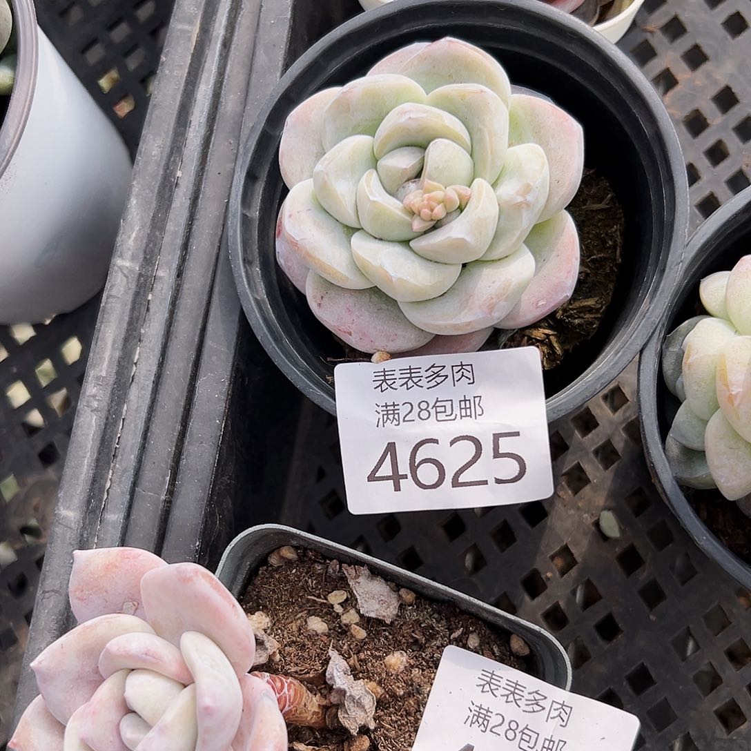 9号7**o我们的确是一4625