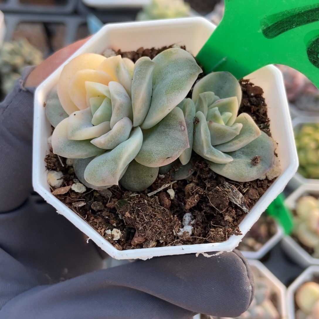 770可爱玫瑰锦多肉