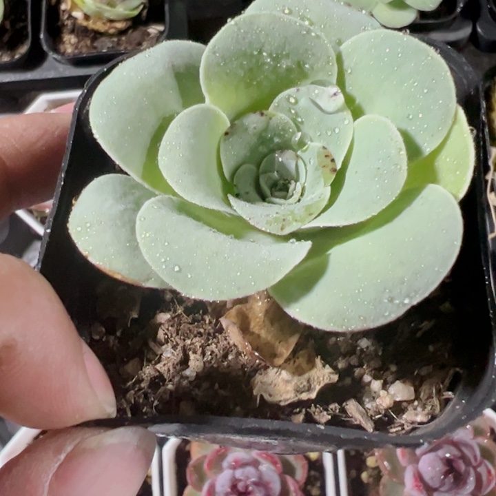 鸡蛋玫瑰精品多肉植物