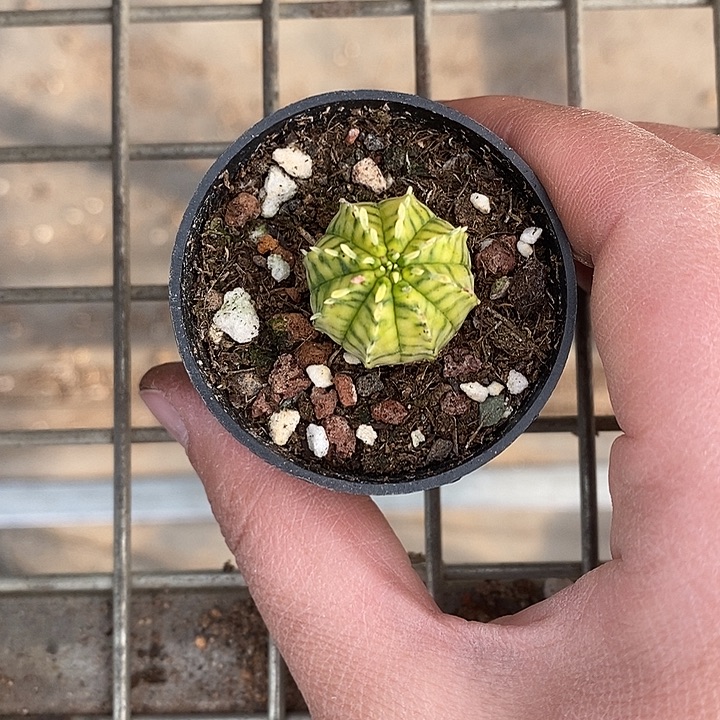开播前的一个晚上我都在