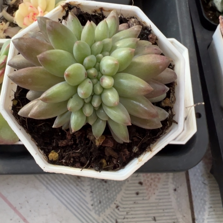 红蜻蜓缀多肉植物