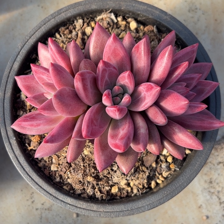 赫菲虞 群生 多肉植物