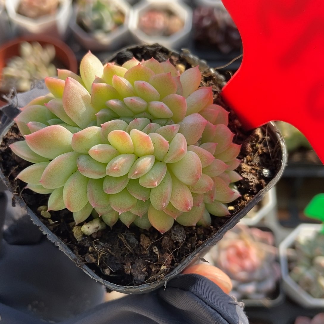 675干冰缀多肉植物保护