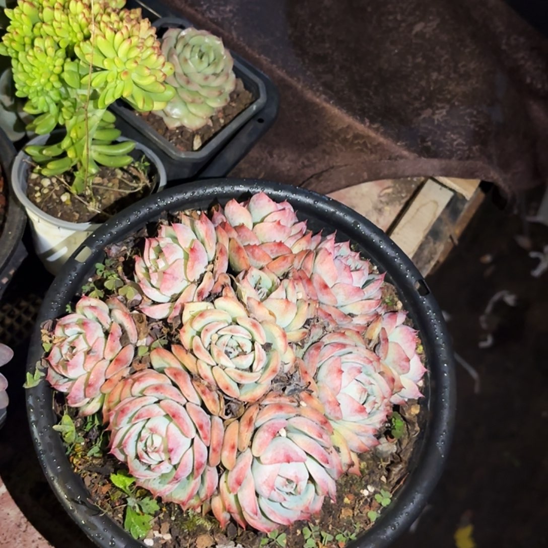 关***店多肉植物侧影打扮六颗