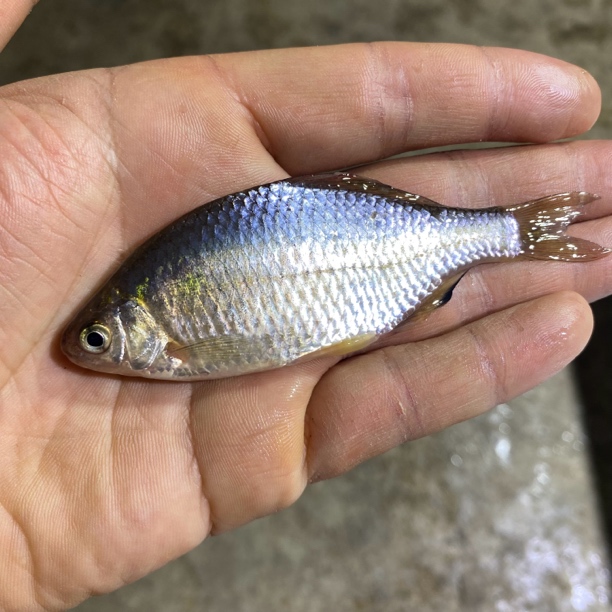松花江冬捕冰下鱼葫芦籽鱼旁皮鱼（免费处理内脏）