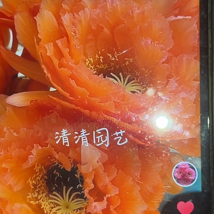 清清果冻橙根瑕疵仙人球