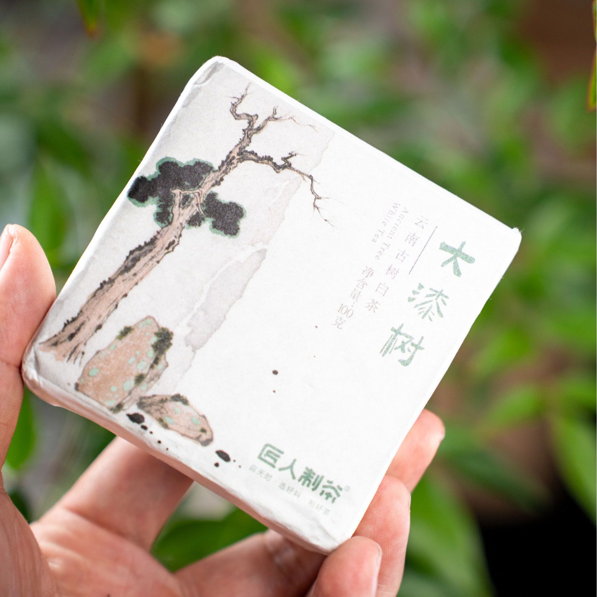 大漆树 古树白茶小方砖