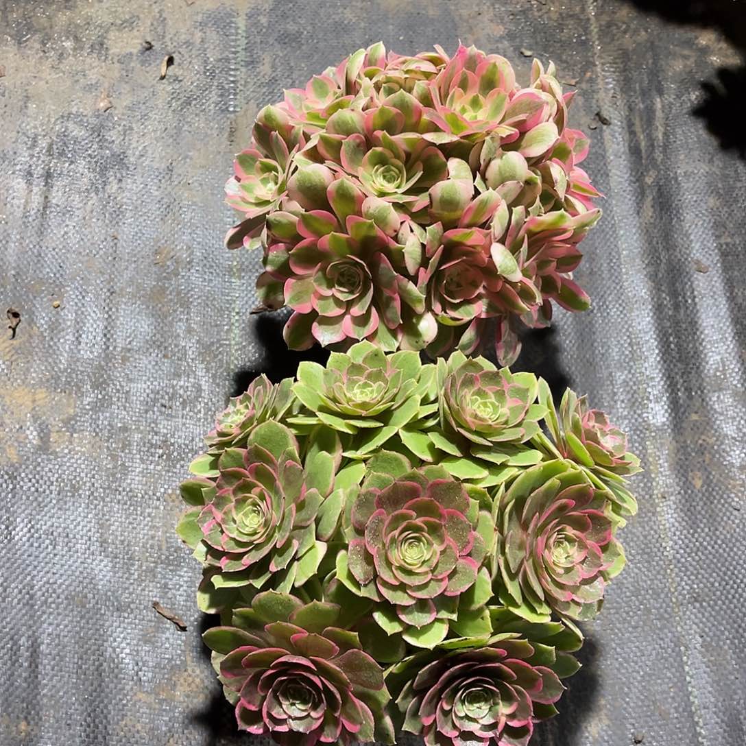 法师组合漂亮漂亮