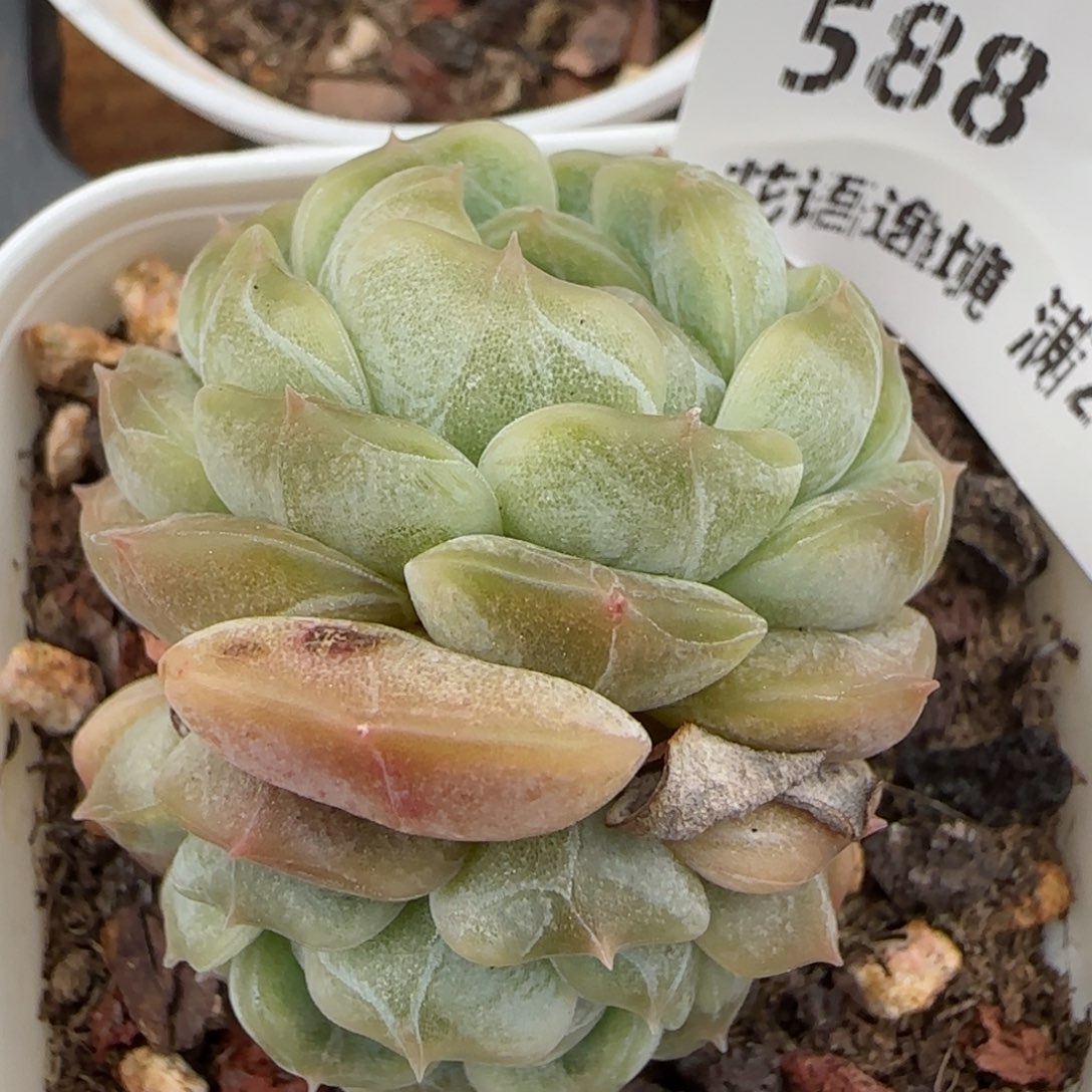 花语逸镜0204-588