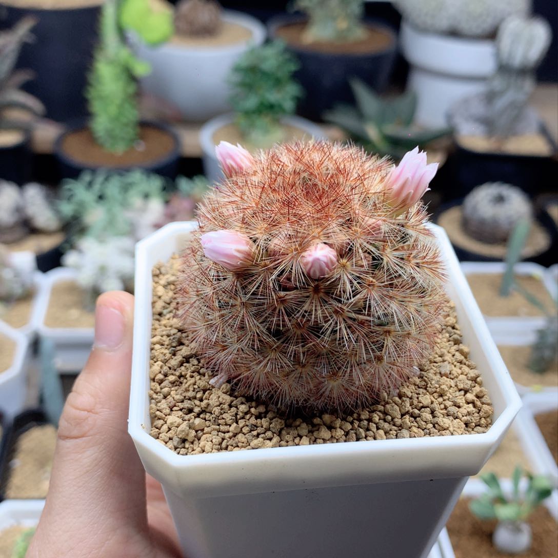 自根嘉文丸带盆发货