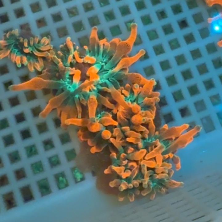 针***套奶嘴海葵红奶➕金边