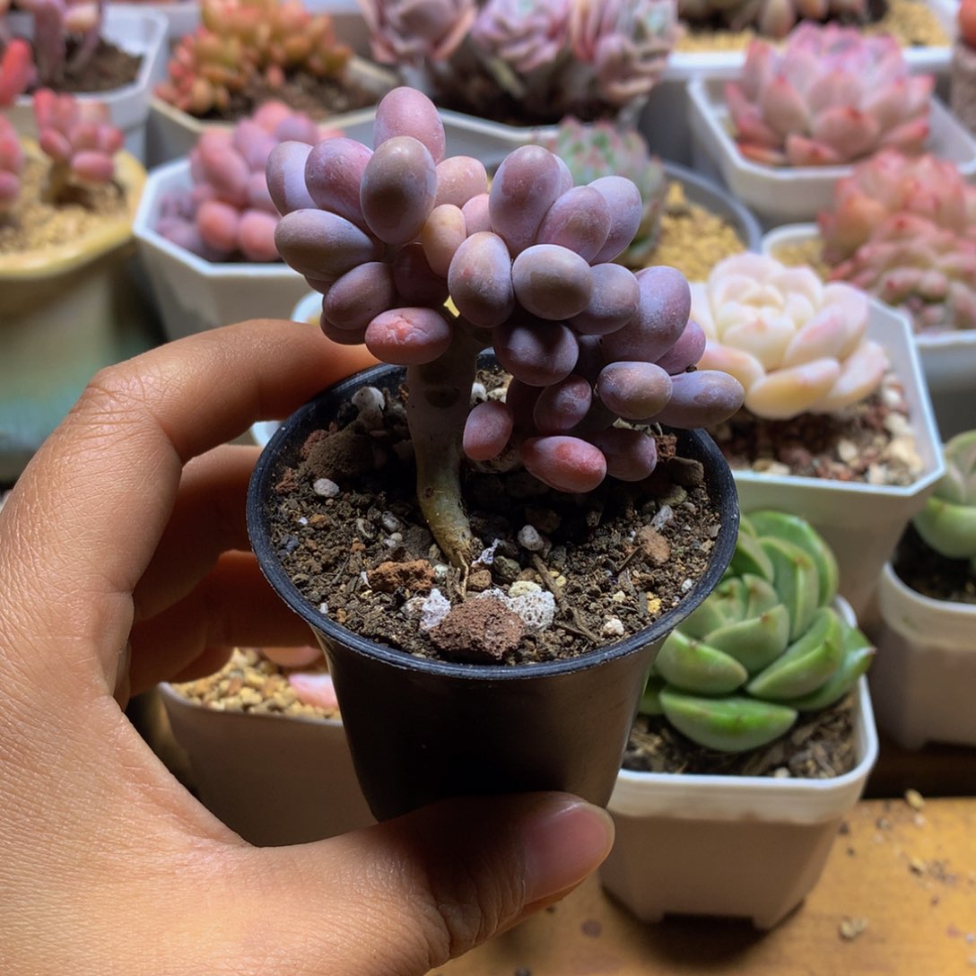 精控蛋黄奶多肉一物一拍