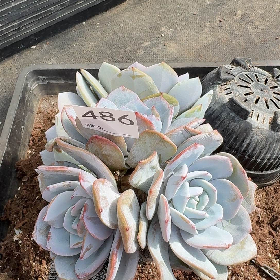 莳***·486售后范围签收起7天内