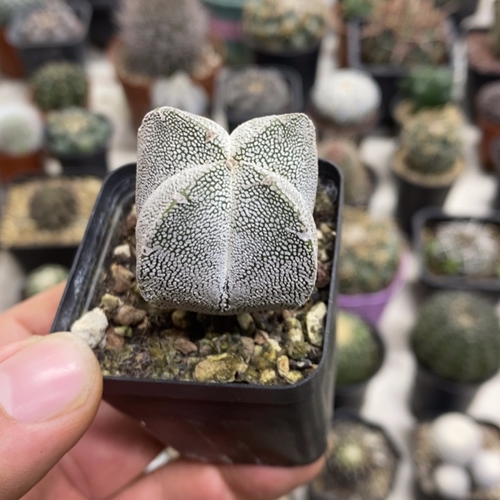 实生恩塚特价福利