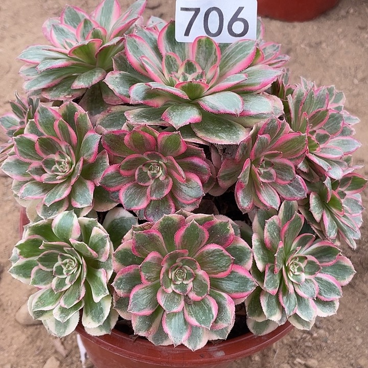 706云荷对肉植物的