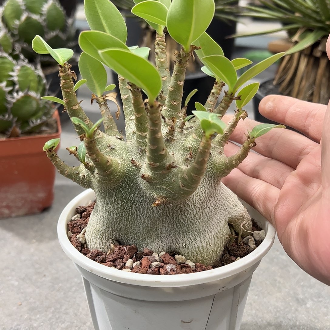 孟***陬哥斯拉沙玫6668888