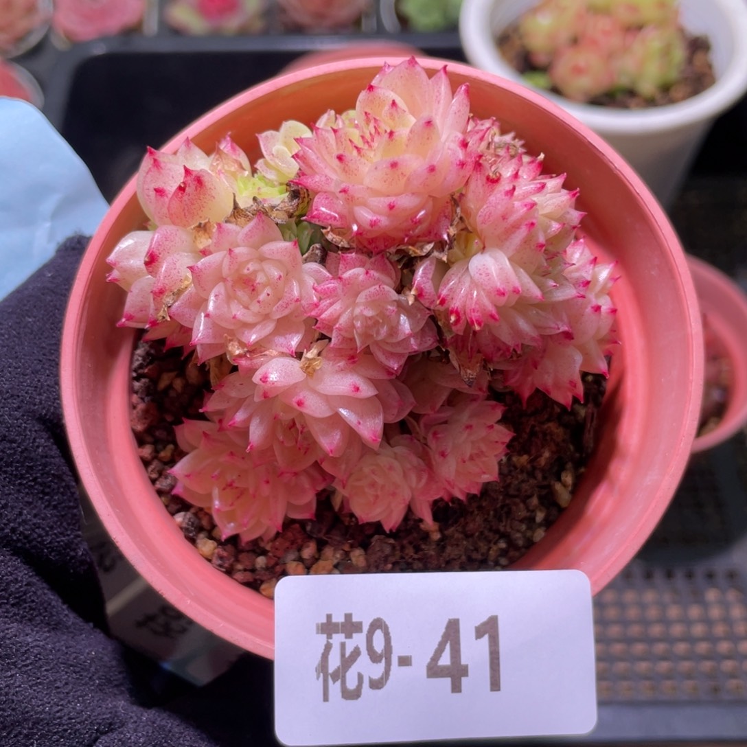 花利美9-41麦秆群