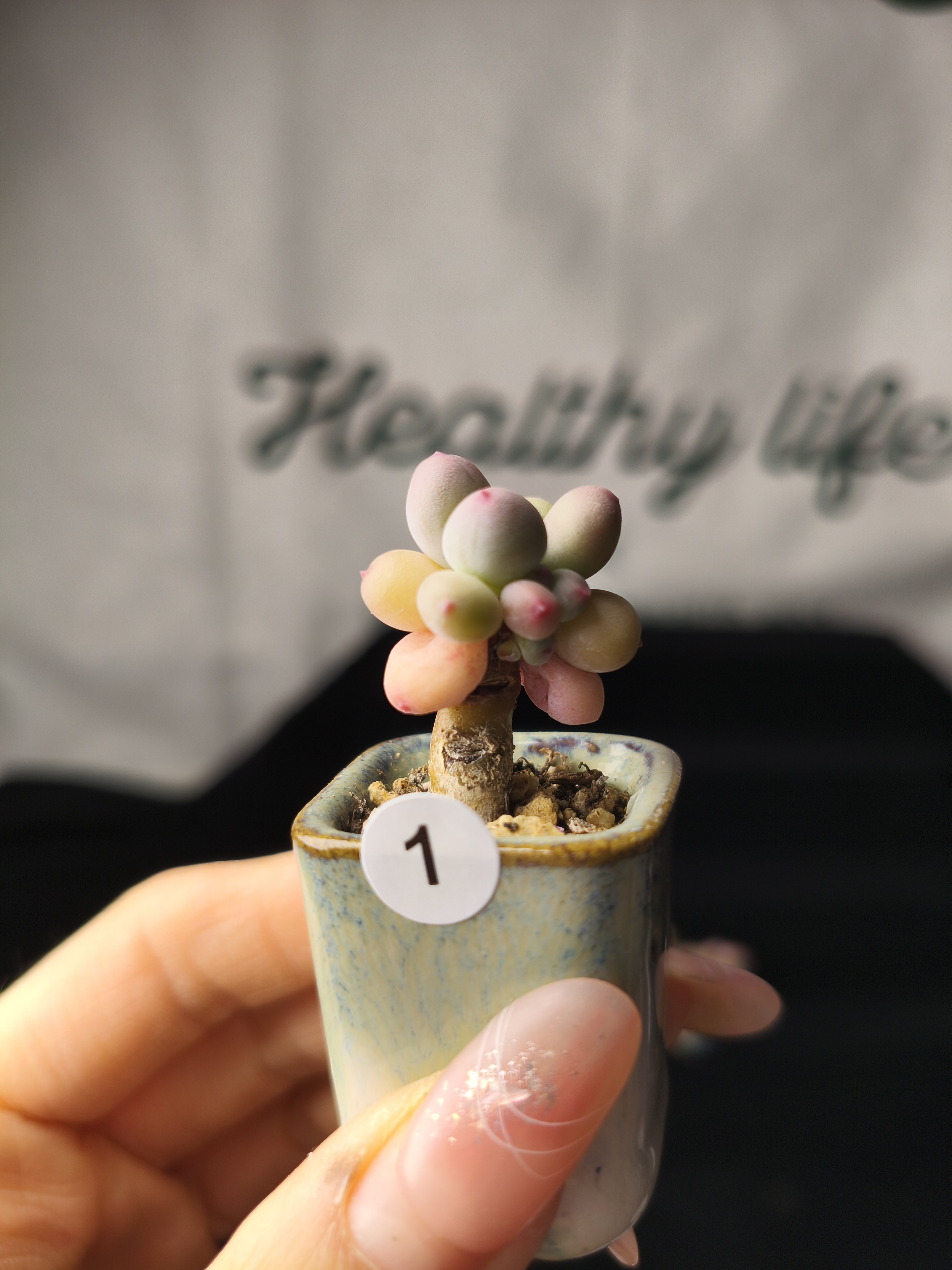 彩虹奶酪一物一拍1号