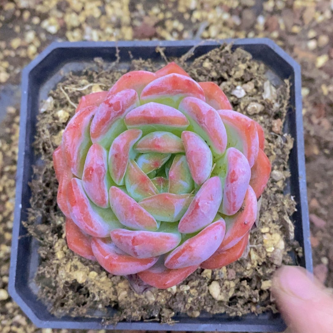 开心多肉，最后一场，一单包邮