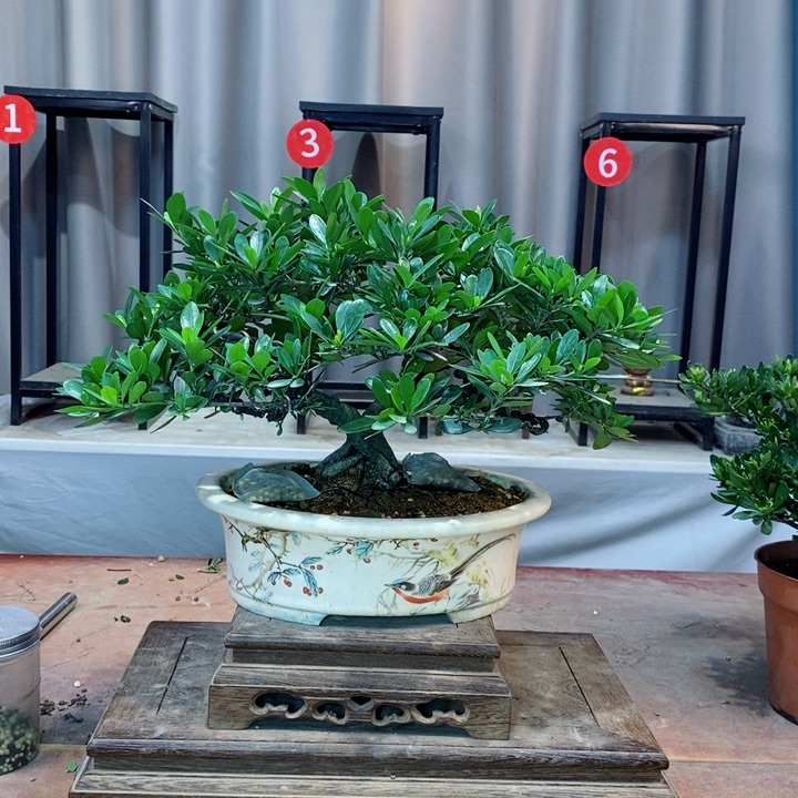 无花朵栀子花开了