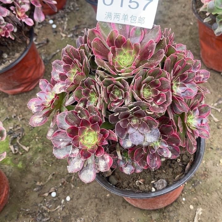 0157安娜的人多肉的