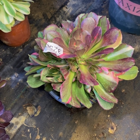 邵修七彩锦多肉植物3250