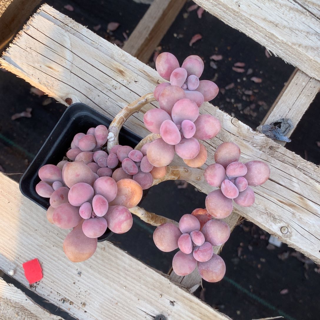 桃蛋老桩53号不带盆