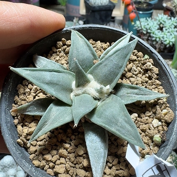 783岩牡丹实生带盆发货