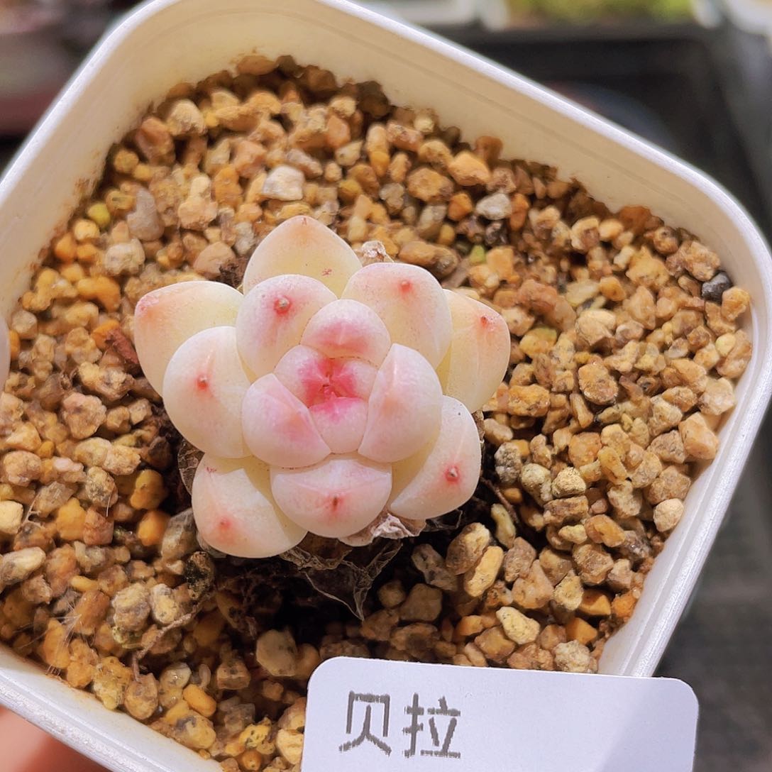 a68 精品多肉一物一拍