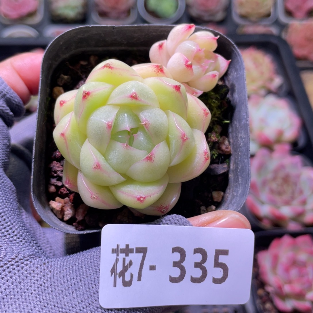 花利美7-335麦秆 