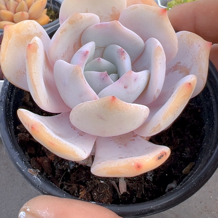 啾啾霜【一物一拍】两单包邮