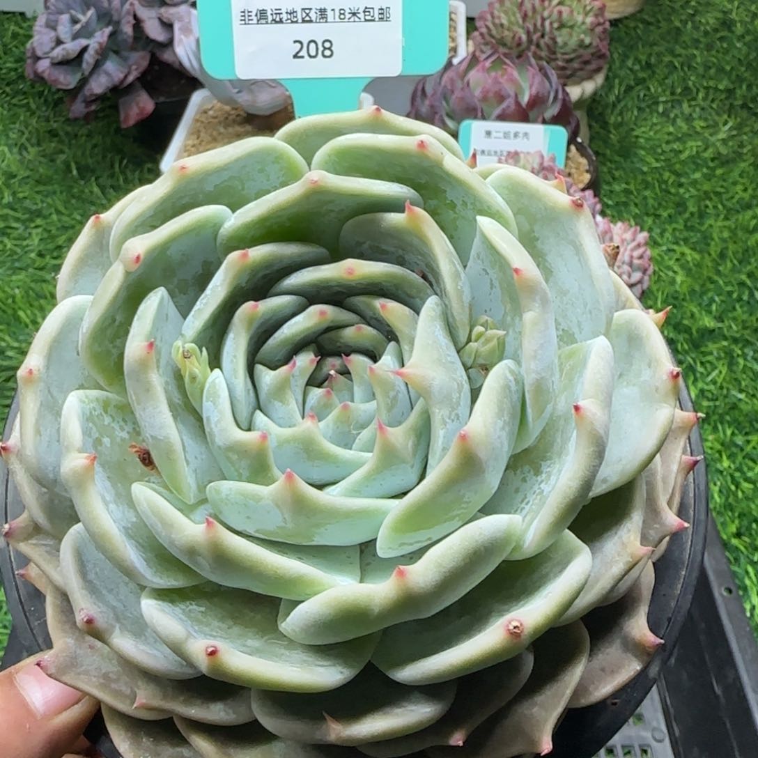 唐二姐多肉编号208