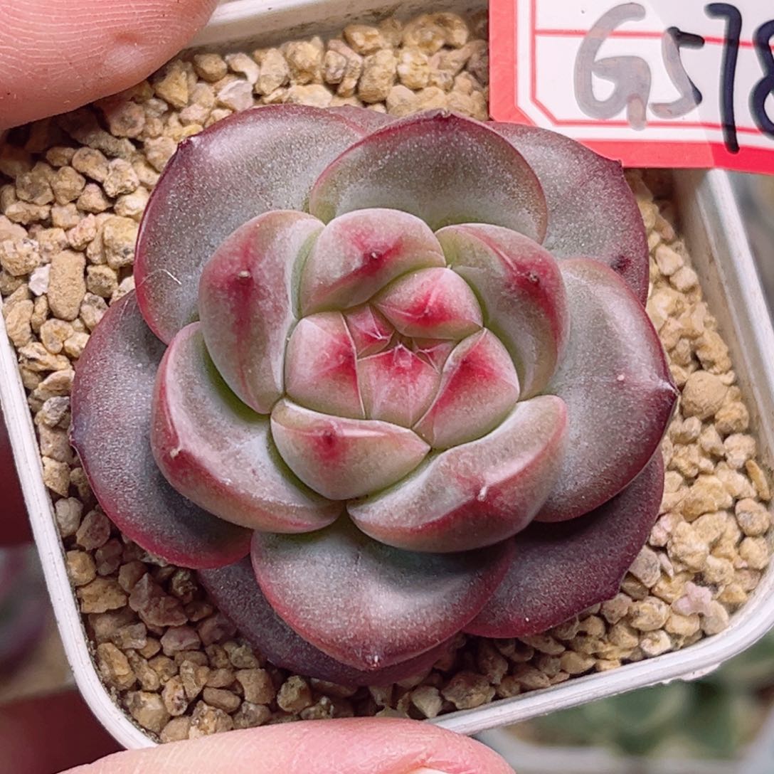 G578一物一拍 焦糖