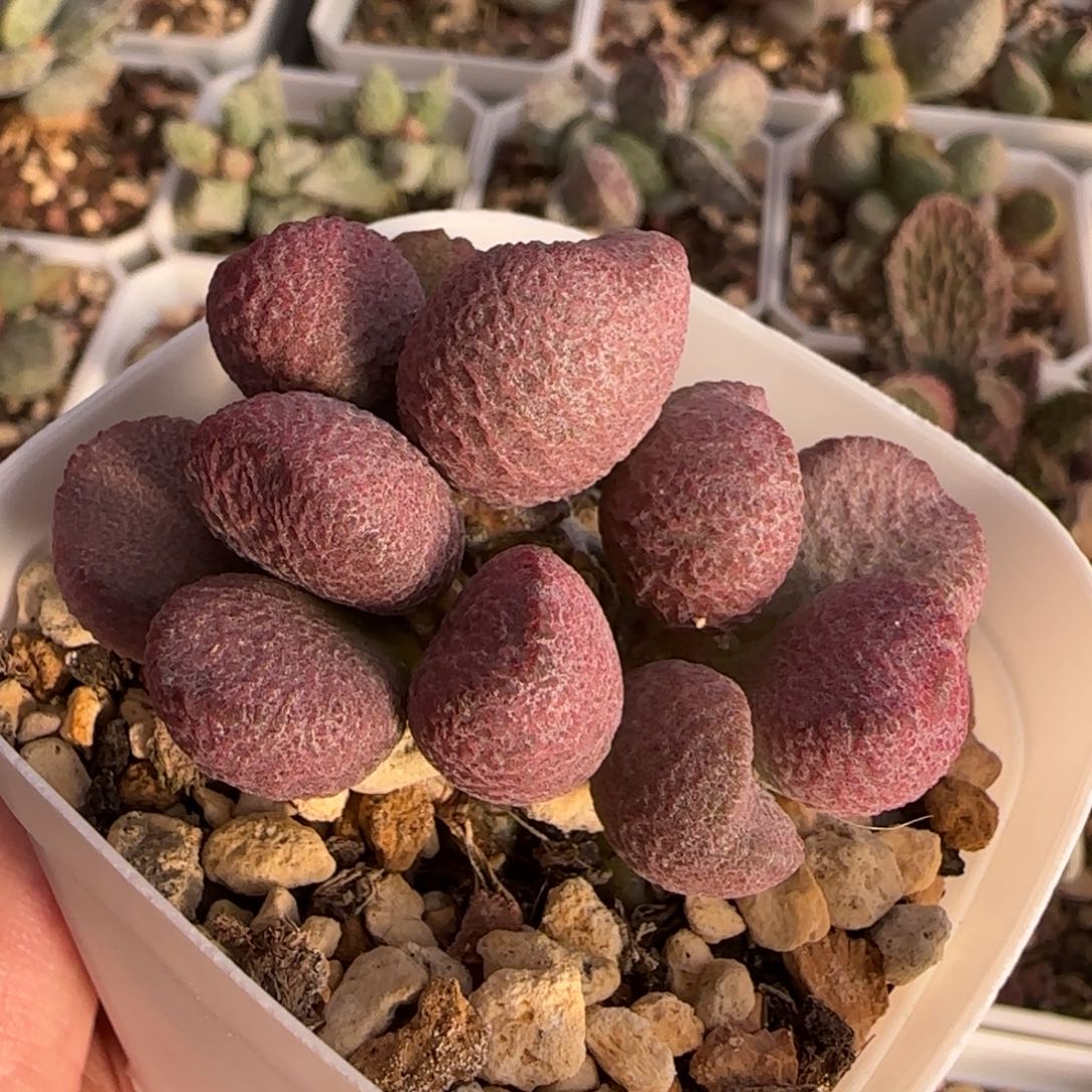 亚当水泡多肉植物