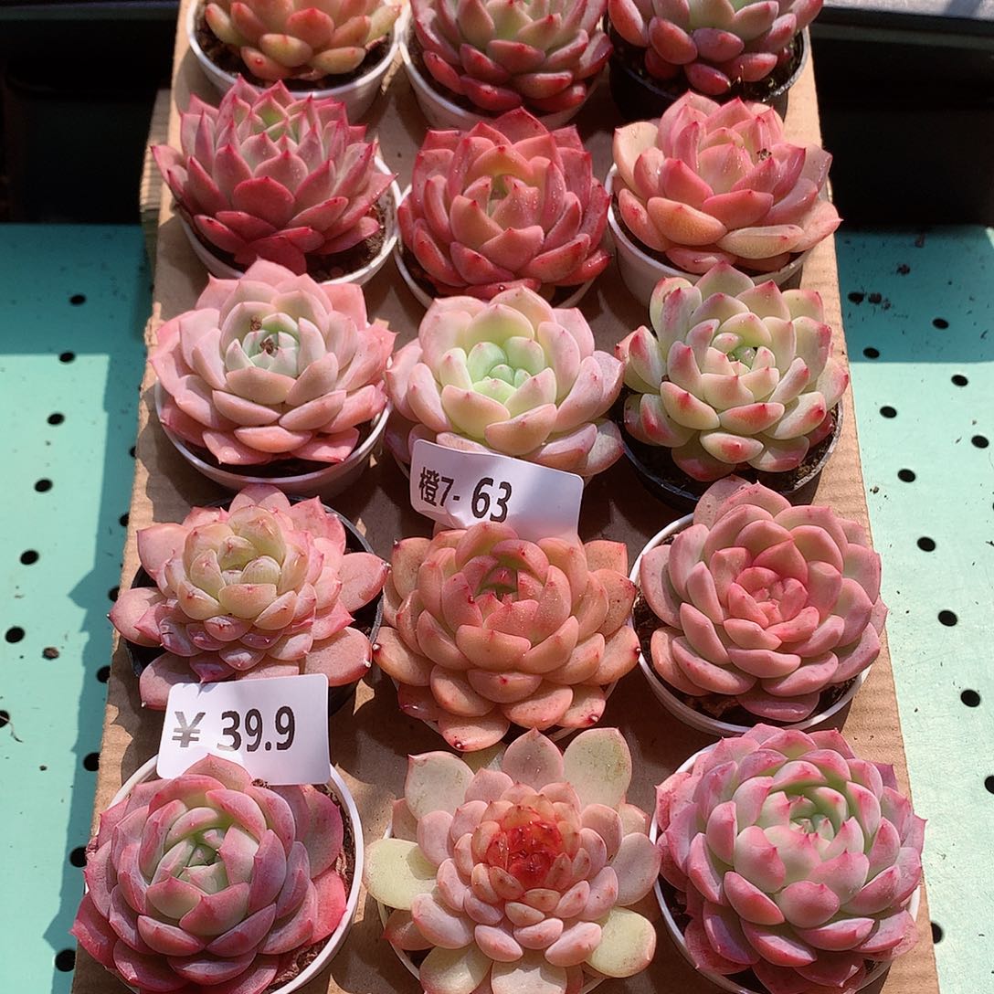 7-63一物一拍带盆18颗