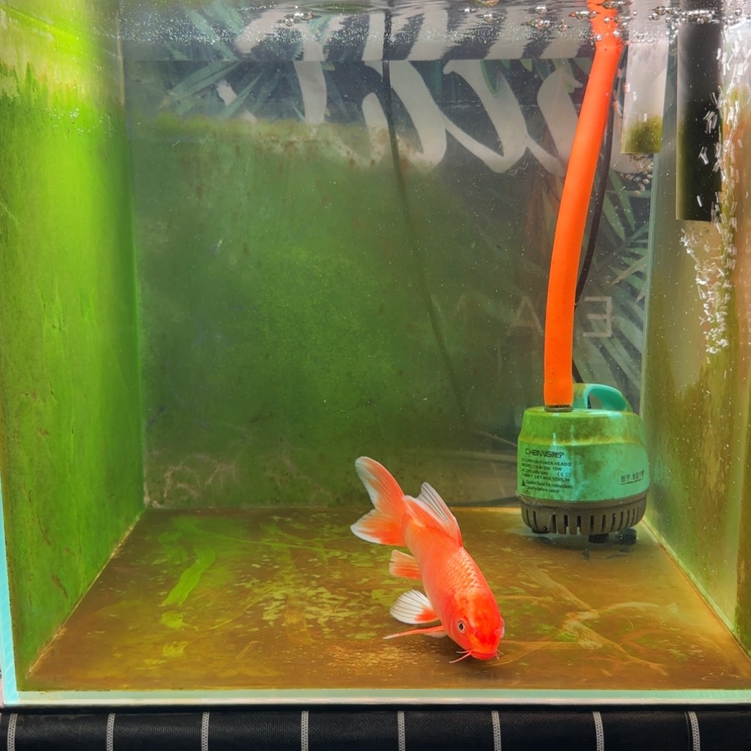 蝴蝶鲤红色蝴蝶鲤冷水好养