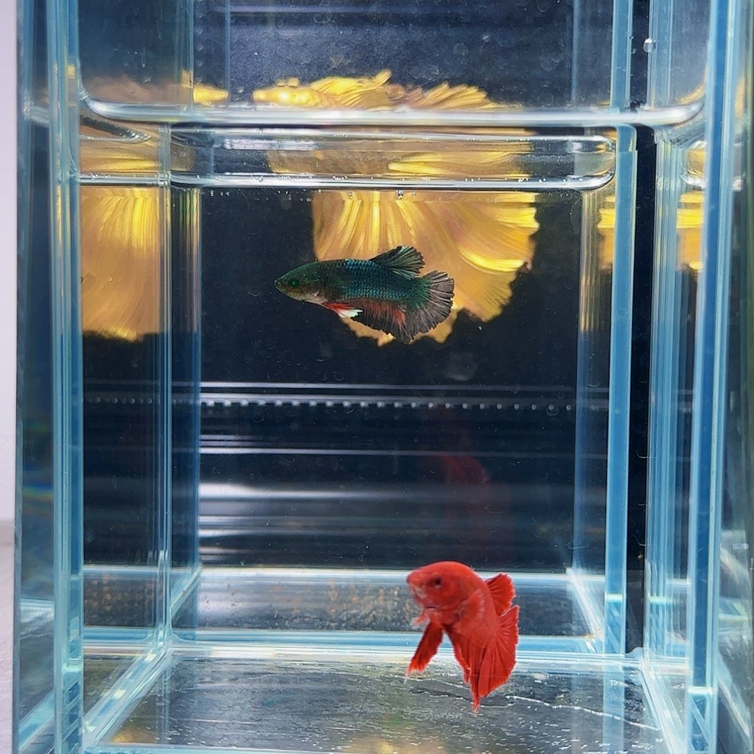 斗鱼活体观赏鱼好养耐活