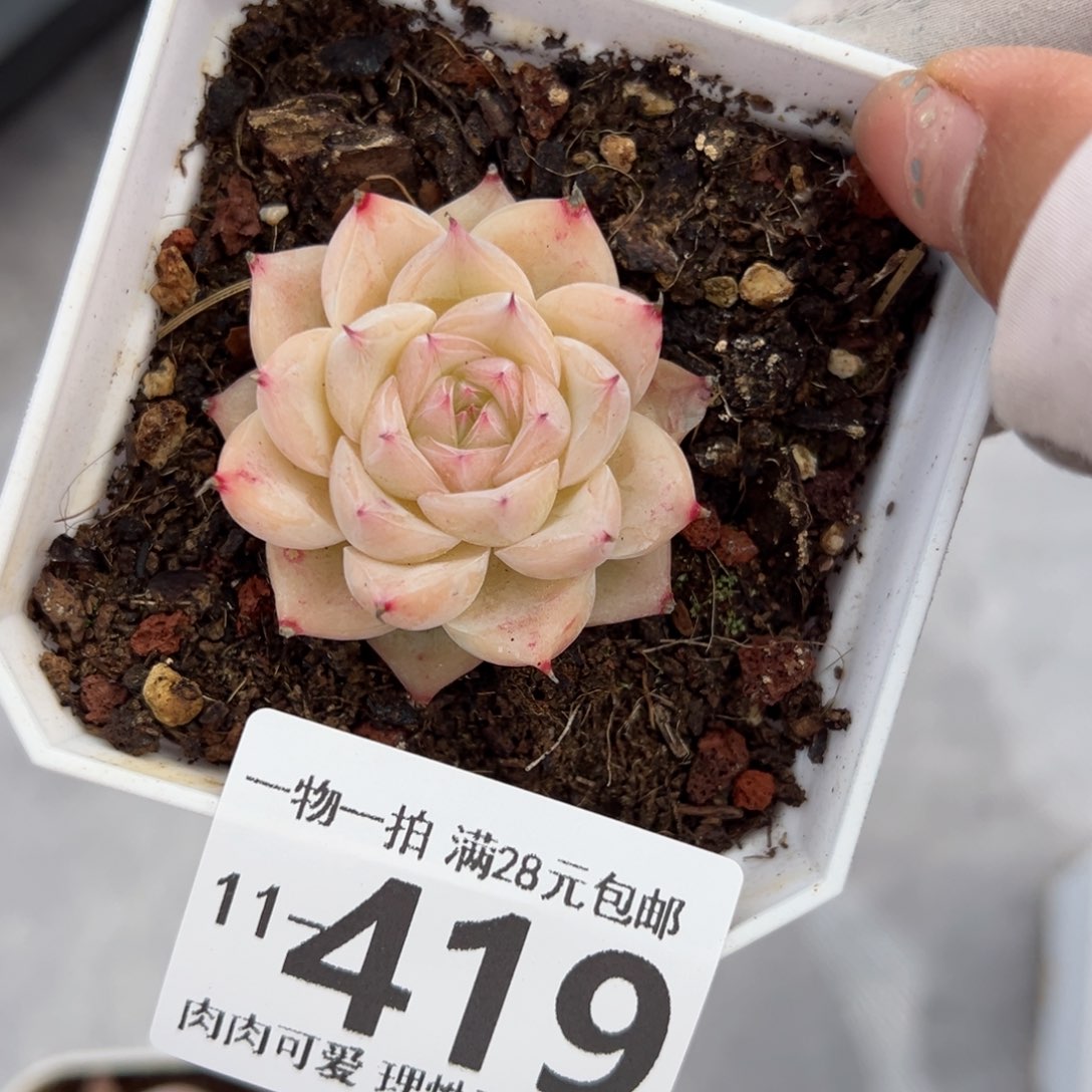 不知名多肉多肉多肉多肉